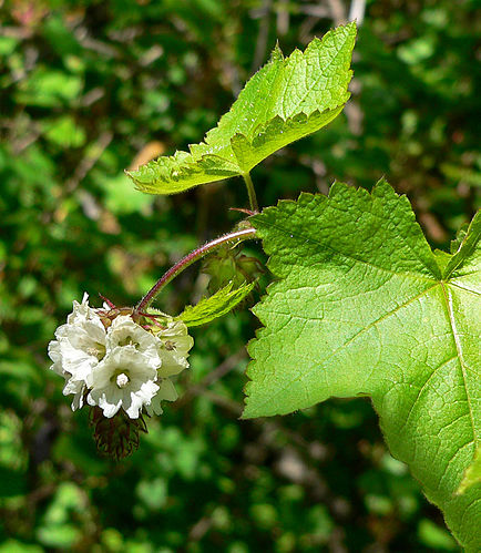 Sidalcea malachroides